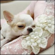 Hunde-Betten & Decken