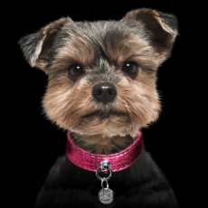 Hundehalsband SPARKLE fuchsia