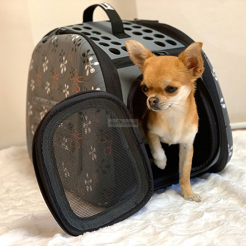 reisetasche hund