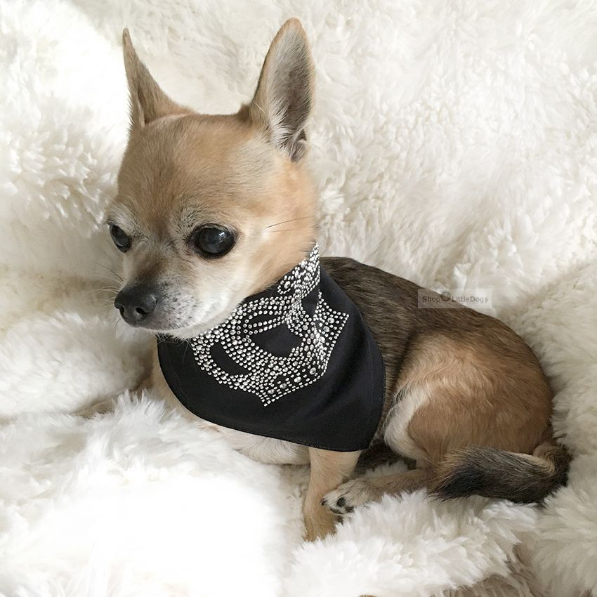 Hunde Besitzer Geschenk Dimples Hundehalstuch Halloween Geister Gespenster lila Handgemachtes Hunde Accessoire 25cm Halstuch für kleine mittlere und Grosse Hunde Welpen und Katzen Hunde Besitzer Geschenk Dimples Hundehalstuch Halloween Geister Gespenster lila Handgemachtes Hunde Accessoire 25cm Halstuch für kleine mittlere und Grosse Hunde Welpen und Katzen