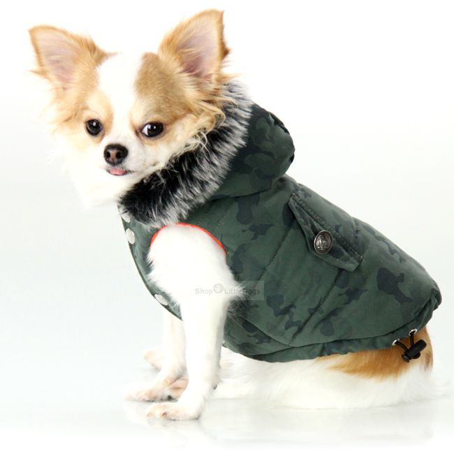 Harrington Jacke Chihuahua Dogs Rasse Mexico Mode Gesellschaftshunde Begleithund 
