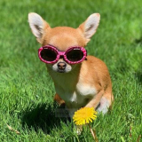 Hunde-Sonnenbrille 'Star' pink-fuchsia