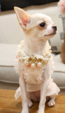 Hunde-Collier 'Pearl' creme (Gr.M)