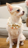 Hunde-Collier Pearl creme (Gr.M)