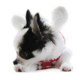 Hundemantel 'Santa Girl' rot (Gr.XS)