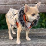 Hunde-Jacke 'Action' beige (Gr.XS)