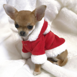 Hundemantel Santa Suit rot (Gr.XS,S)