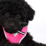 Hundegeschirr im Set 'Princess' pink (Gr.S,M)