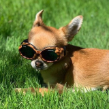 Hunde-Sonnenbrille 'Leo' braun (Gr.S)
