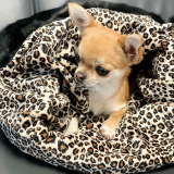 Hunde-Schlafsack Leopard schwarz-braun