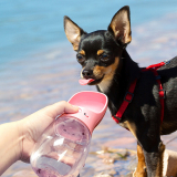 Hunde Wasserspender 'Pink'