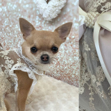 Hundekleid PRINCESS champagne