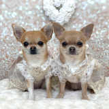 Hundekleid PRINCESS champagne