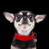 Hundehalsband SAFIRA rouge